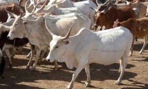 Guinée : 2 000 vaches brésiliennes pour révolutionner la filière bovine