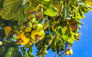 Noix de cajou en Afrique de l’Est : la Tanzanie tire la transformation vers le haut malgré un potentiel encore largement inexploité Le stock de noix de cajou transformées dans l’ensemble des pays producteurs d’Afrique de l’Est a atteint 38 500 tonnes en 2025, selon des estimations préliminaires du service indépendant de conseil commercial N’kalô. Dans un bulletin consacré au marché africain de cette matière première publié le 3 février 2026, l’entreprise indique que ce volume affiche une progression de 5 % par rapport au niveau enregistré un an plus tôt. Cette hausse est principalement portée par la Tanzanie, seul pays de la région où l’activité de transformation a véritablement progressé. En 2025, la filière tanzanienne aurait traité près de 20 000 tonnes de noix de cajou, soit son meilleur résultat des cinq dernières années. Ce volume représente une augmentation spectaculaire de 67 % en glissement annuel et concentre à lui seul 52 % du total des noix transformées en Afrique de l’Est. Ce regain d’intérêt pour la transformation s’explique notamment par une meilleure disponibilité de la matière première sur le marché local. Pour la campagne 2025/2026, les autorités tanzaniennes anticipaient d’ailleurs une récolte historique de 700 000 tonnes, de quoi soutenir l’activité industrielle et renforcer la place du pays dans la chaîne de valeur régionale. Derrière la Tanzanie, le Mozambique occupe la deuxième position avec 15 000 tonnes transformées en 2025. Toutefois, la filière mozambicaine enregistre un recul notable de 28 % par rapport à l’année précédente. Le Kenya et Madagascar complètent le classement, avec des volumes respectifs de 2 500 et 1 000 tonnes, des niveaux restés globalement stables.