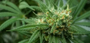 Programme de régulation : Le Ghana ouvre l’ère du cannabis légal