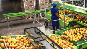 Agrumes sud-africains : une récolte record en vue