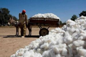 Mali : un budget agricole record pour relancer le coton