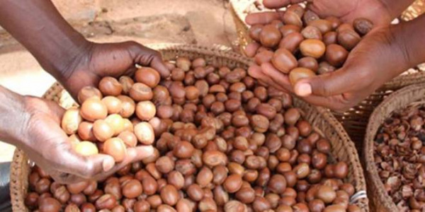 Karité au Togo : vers le renforcement de la collaboration entre producteurs