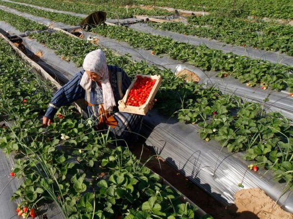 Égypte : les exportations agricoles dépassent 5 millions de tonnes