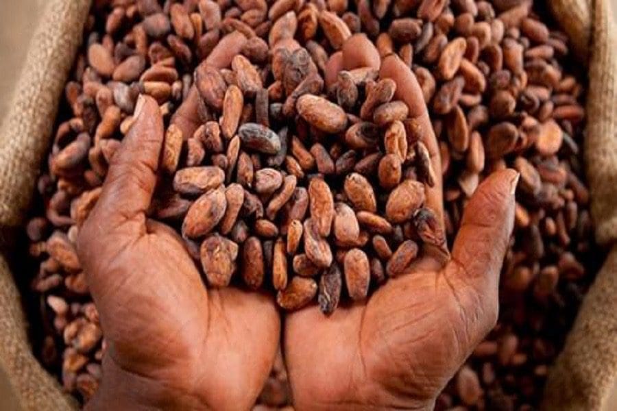 Cacao : 4 géants africains unissent leurs forces pour booster la filière
