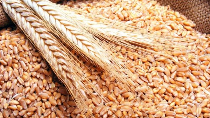 Blé : La Tunisie sur le marché international pour sécuriser 75 000 tonnes