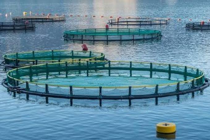 Kenya : 3,95 millions $ pour les aliments aquacoles