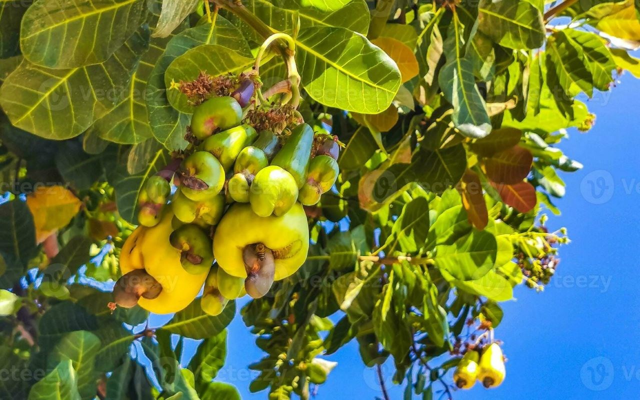 Cameroun : la commercialisation du cacao chute de 20 %