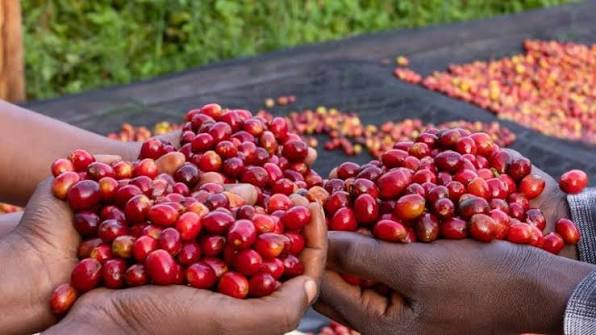Rwanda : les exportations agricoles franchissent le cap du milliard de dollars