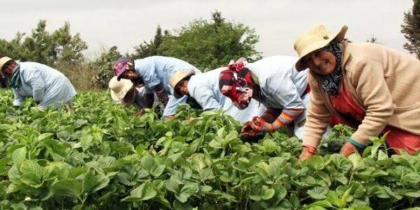 Maroc : le rebond agricole se confirme